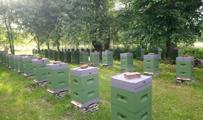 Matki pszczele Bielka- Leszek Bielicki