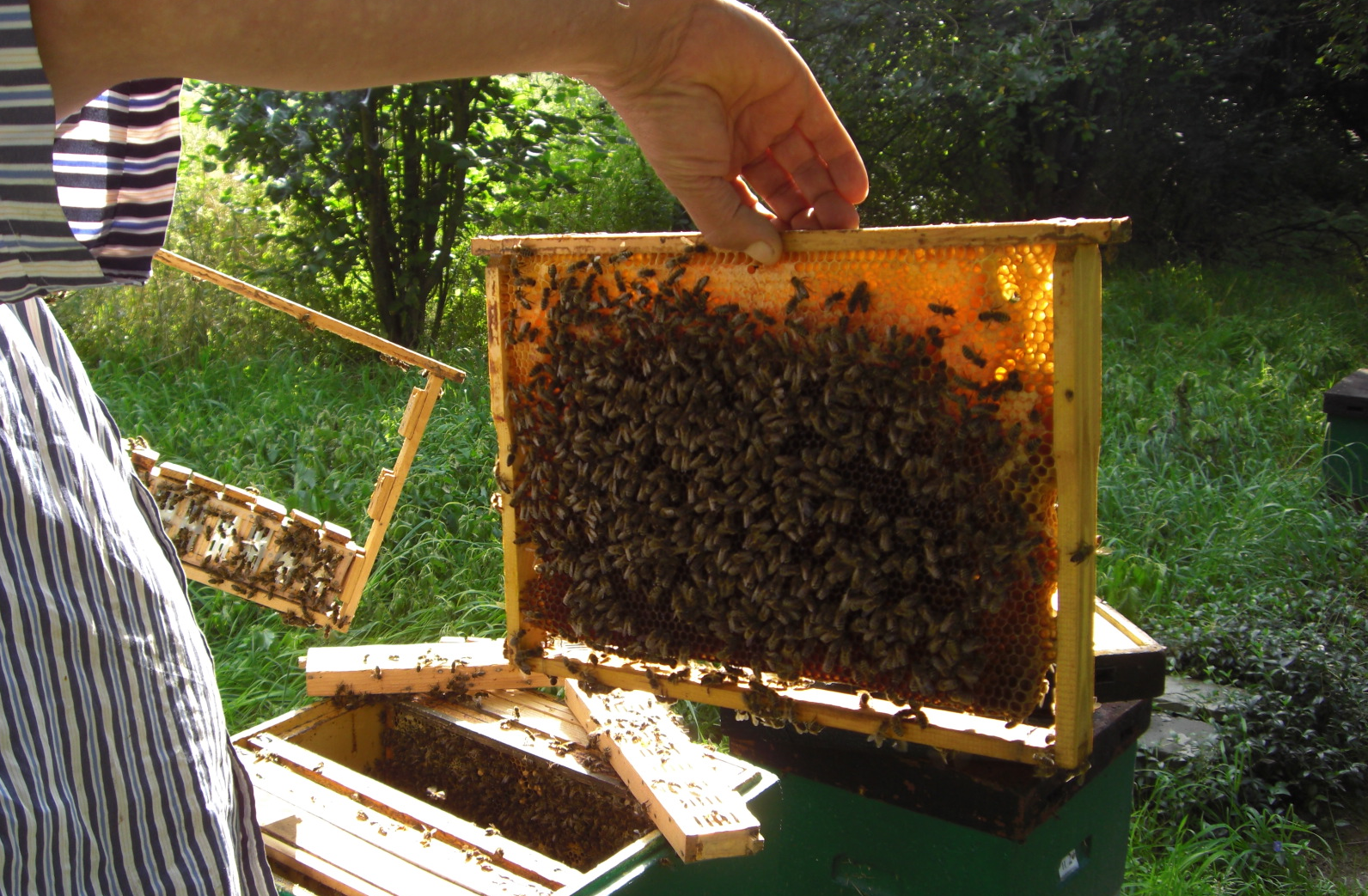 Matki pszczele Bielka- Leszek Bielicki