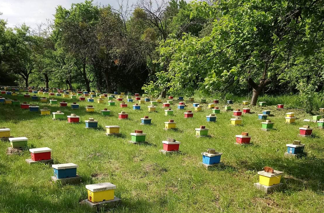 Matki pszczele Bielka- Leszek Bielicki