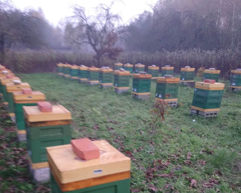 Matki pszczele Bielka- Leszek Bielicki