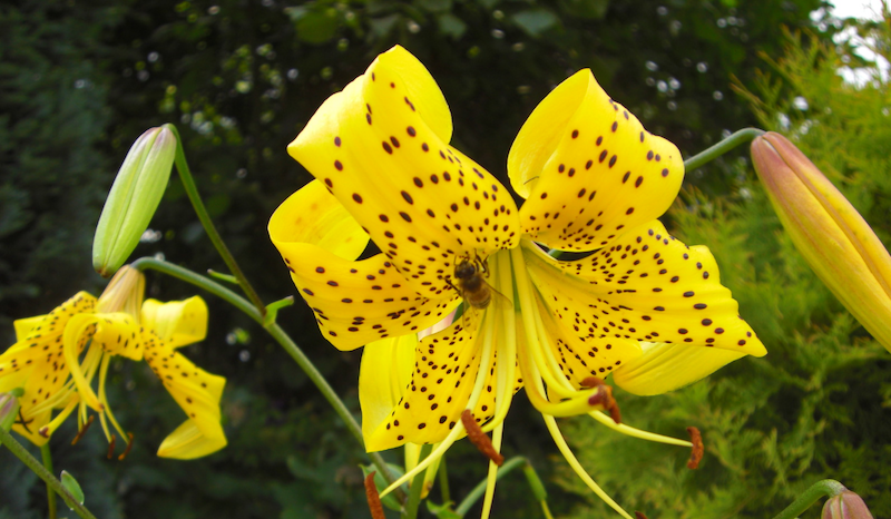 Matki pszczele Bielka- Leszek Bielicki
