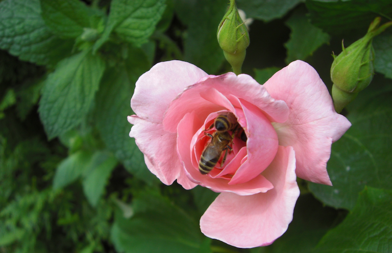 Matki pszczele Bielka- Leszek Bielicki