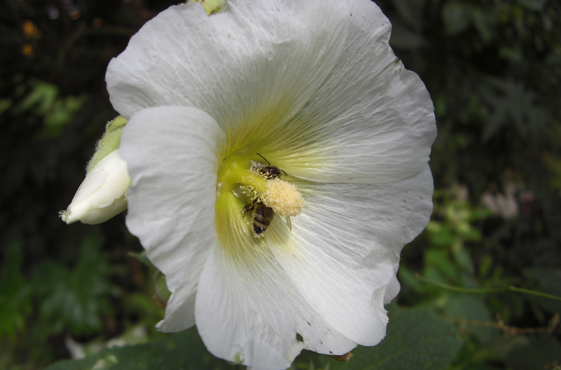 Matki pszczele Bielka- Leszek Bielicki