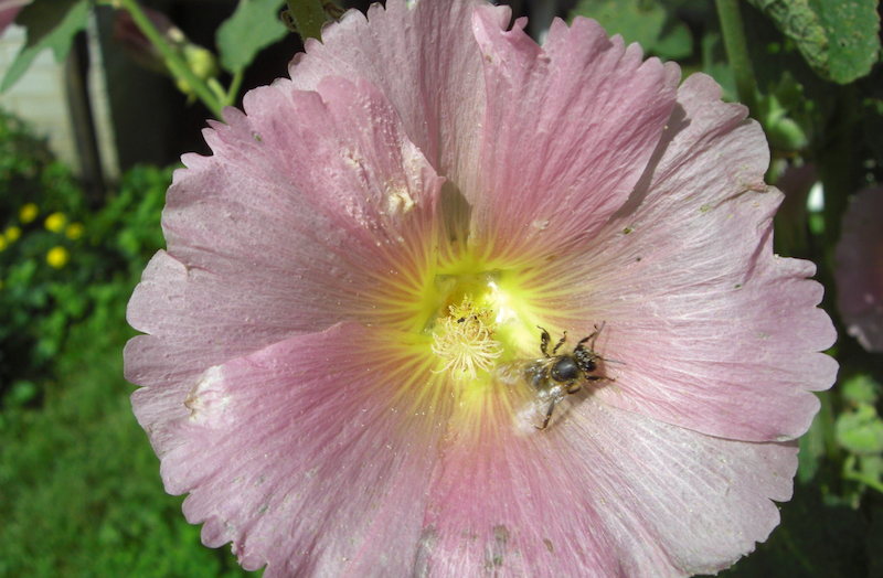 Matki pszczele Bielka- Leszek Bielicki