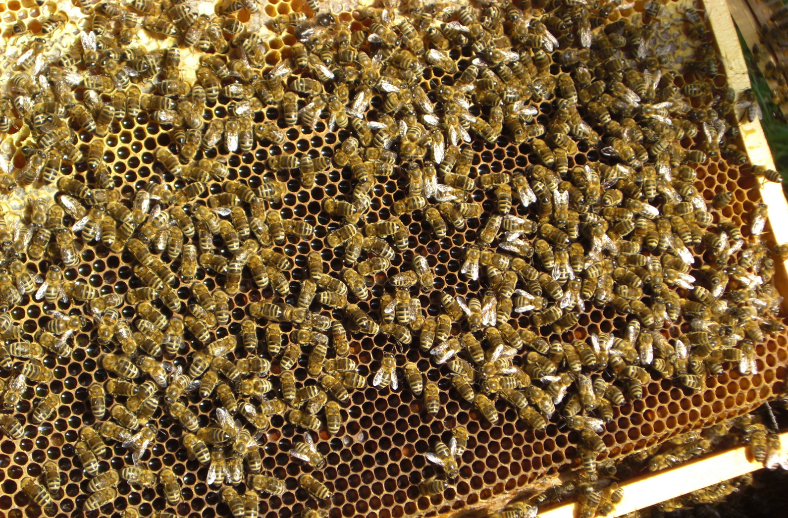 Matki pszczele Bielka- Leszek Bielicki